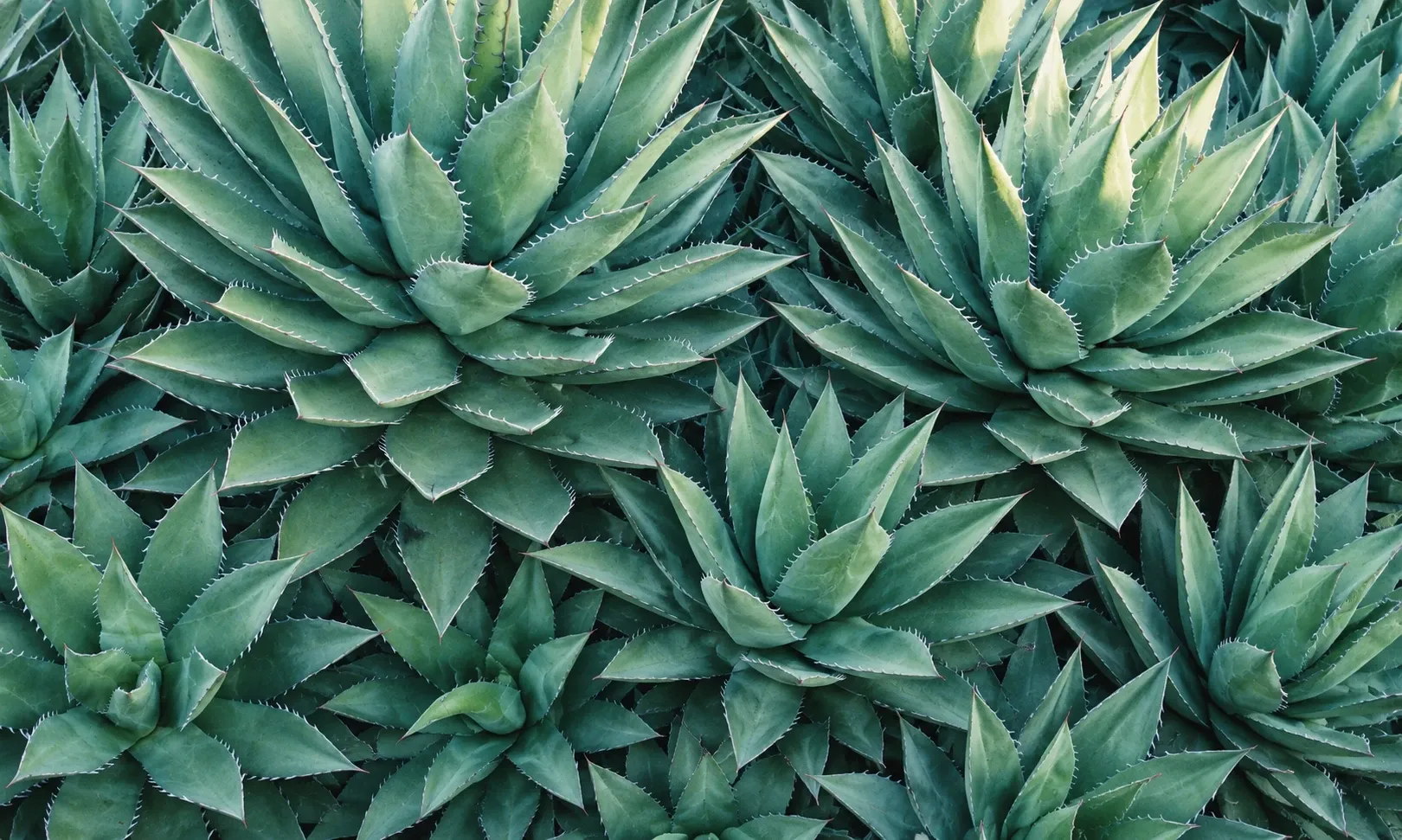 Blue-green agave rosettes clustered in a Scottsdale garden